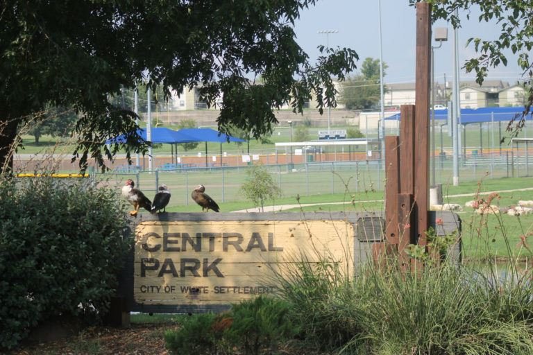 Birds Perched on Central Park Sign with Baseball Diamonds in the Background
