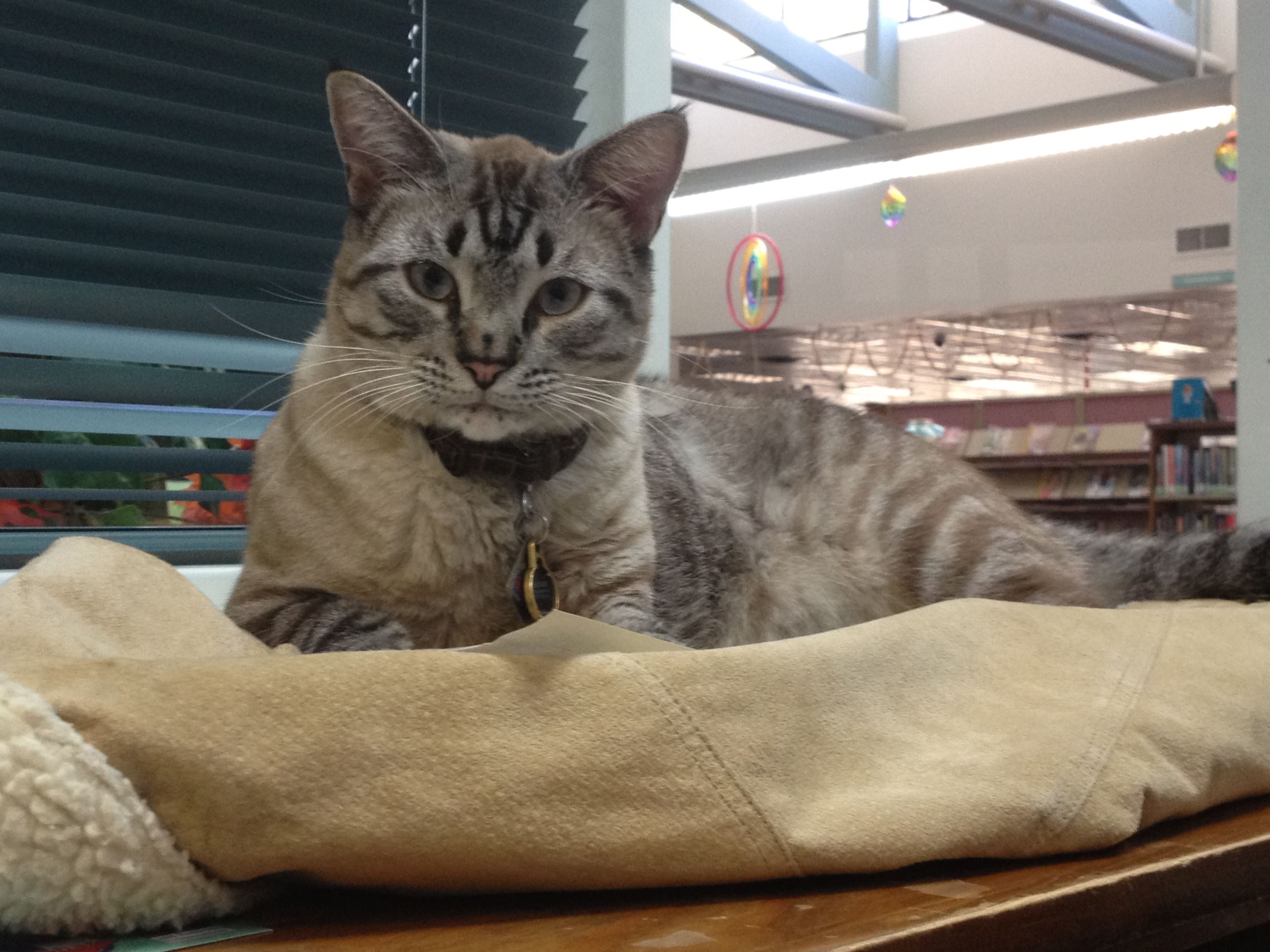 Browser laying on a coat, looking into the camera