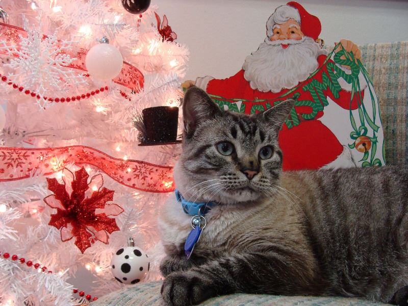 Browser with Christmas things